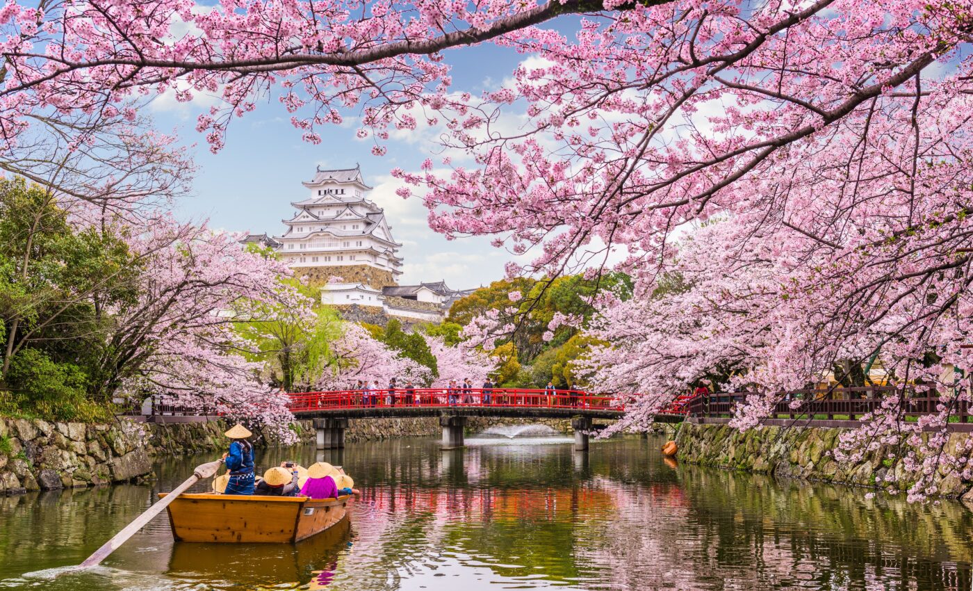 Cherry blossom season has arrived 10 days early in Japan