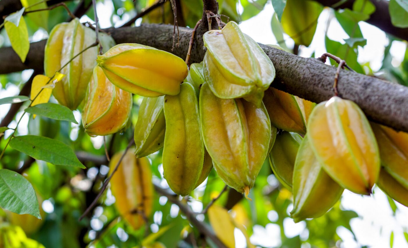 Native island plants may not survive animal extinctions 