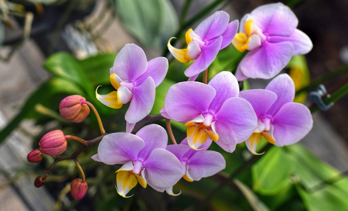 New orchid found hiding in plain sight in Japan