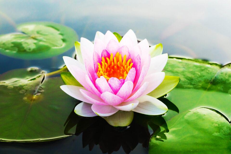 How Does a Lotus Flower Grow: The Life Cycle of a Lotus