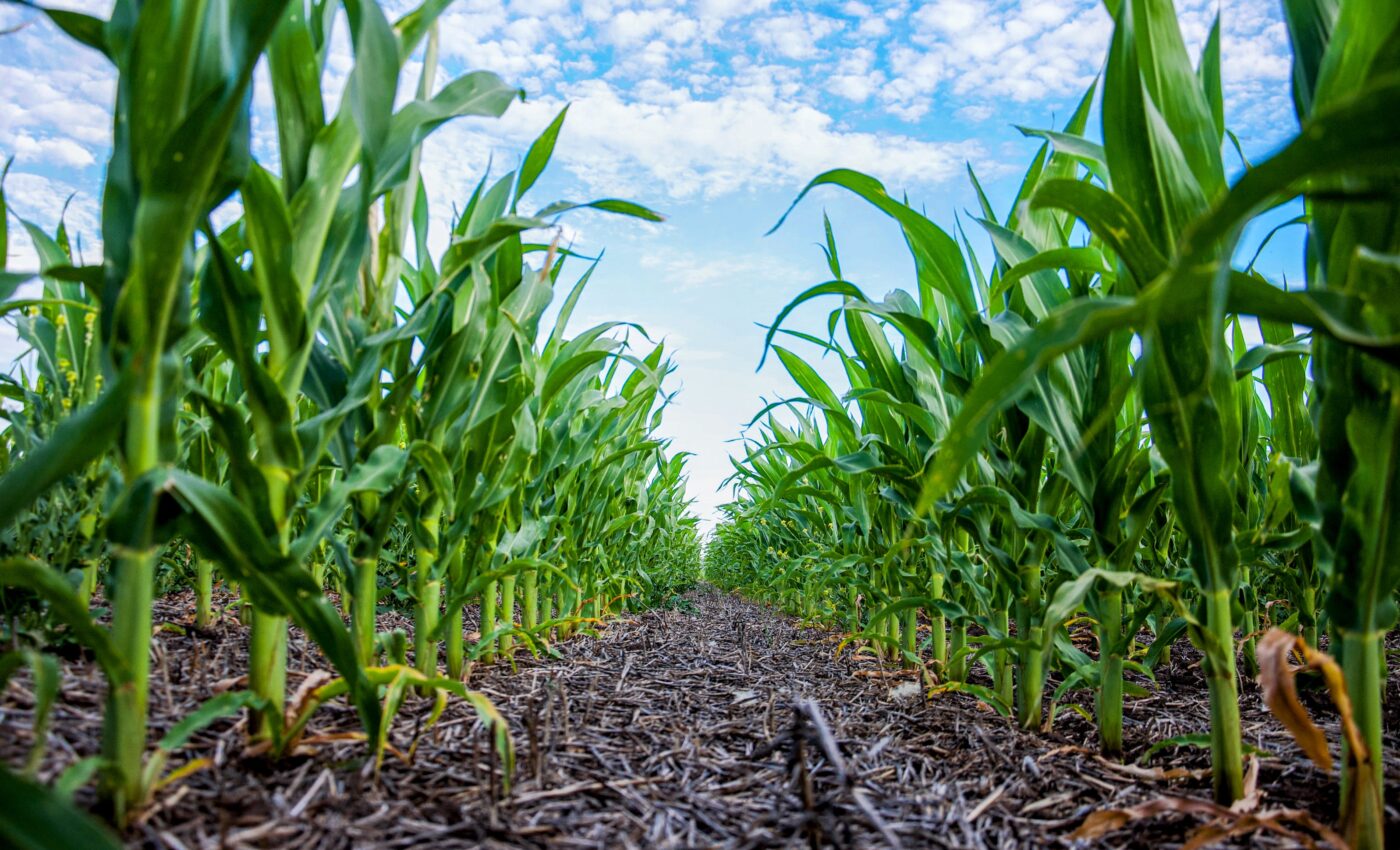 Future corn crops could have higher drought tolerance