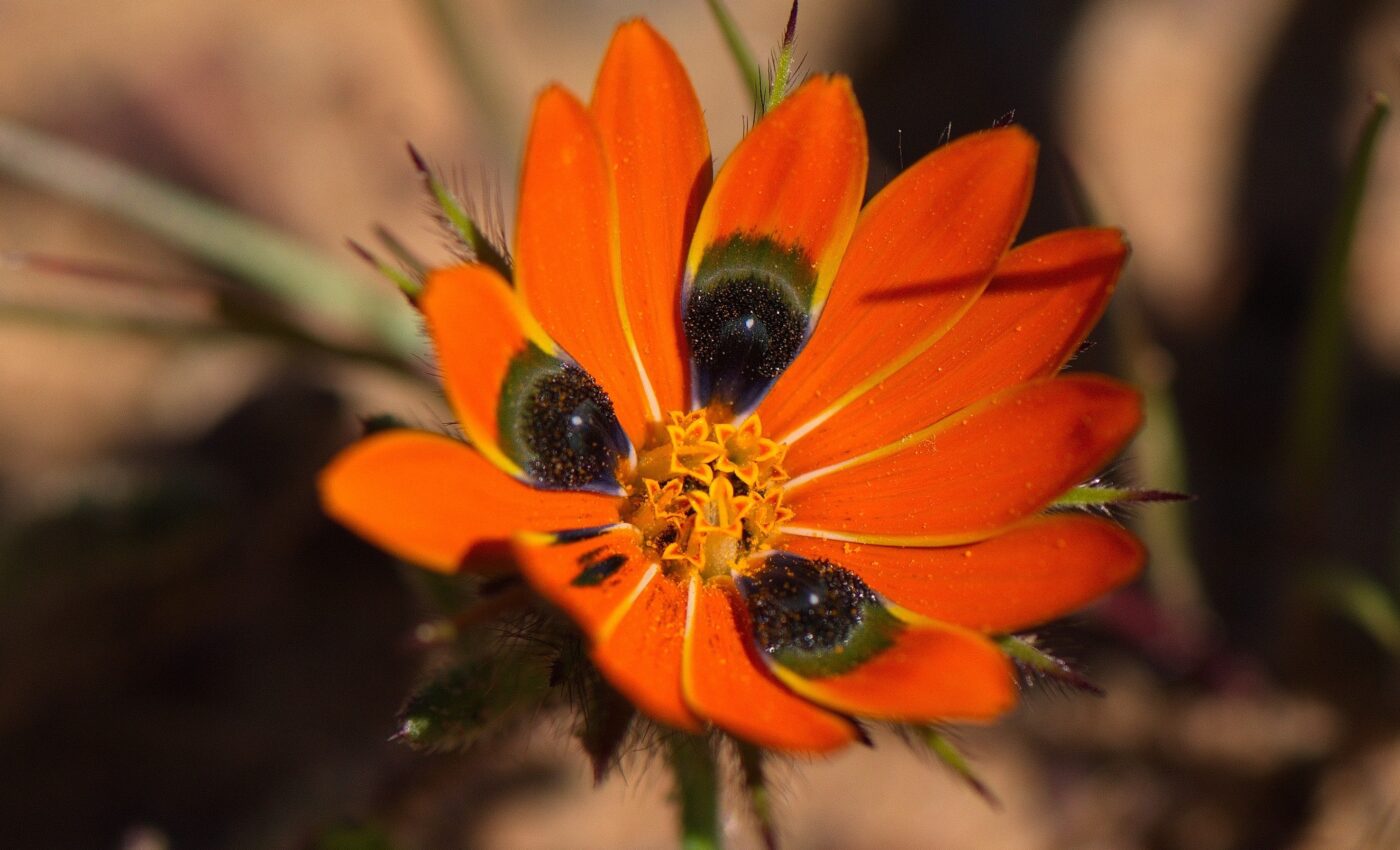 South African daisy creates fake flies to attract pollinators 