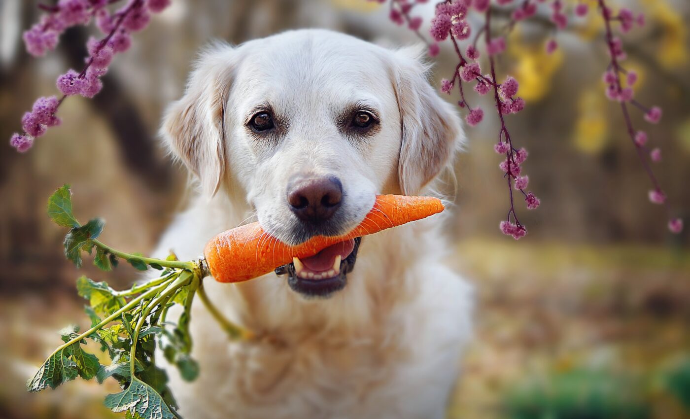 Vegan diet for dogs given the thumbs-up by scientists