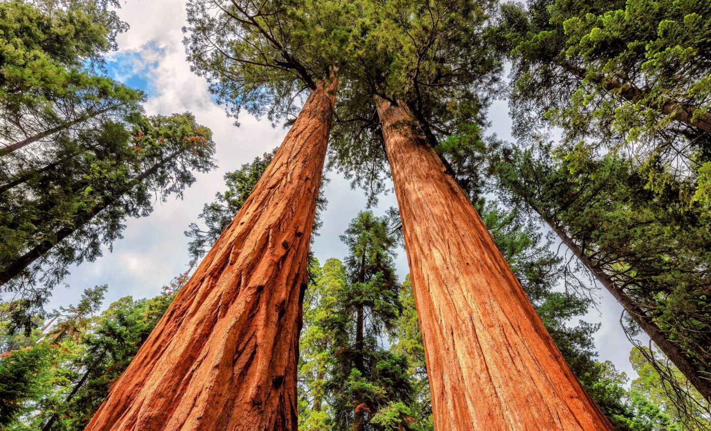 Tree rings confirm the historic significance of 2021 heat wave