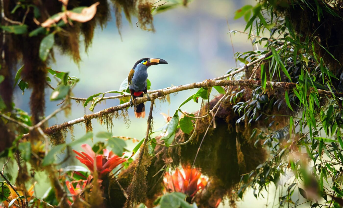 Two new species of carnivorous plants discovered in Ecuador