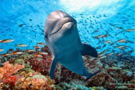Dolphin3.jpg