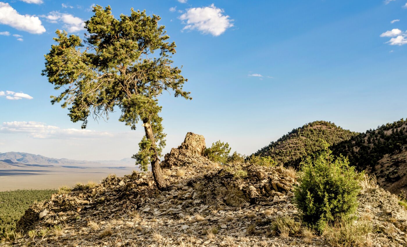 Even desert plants are not immune to climate stress