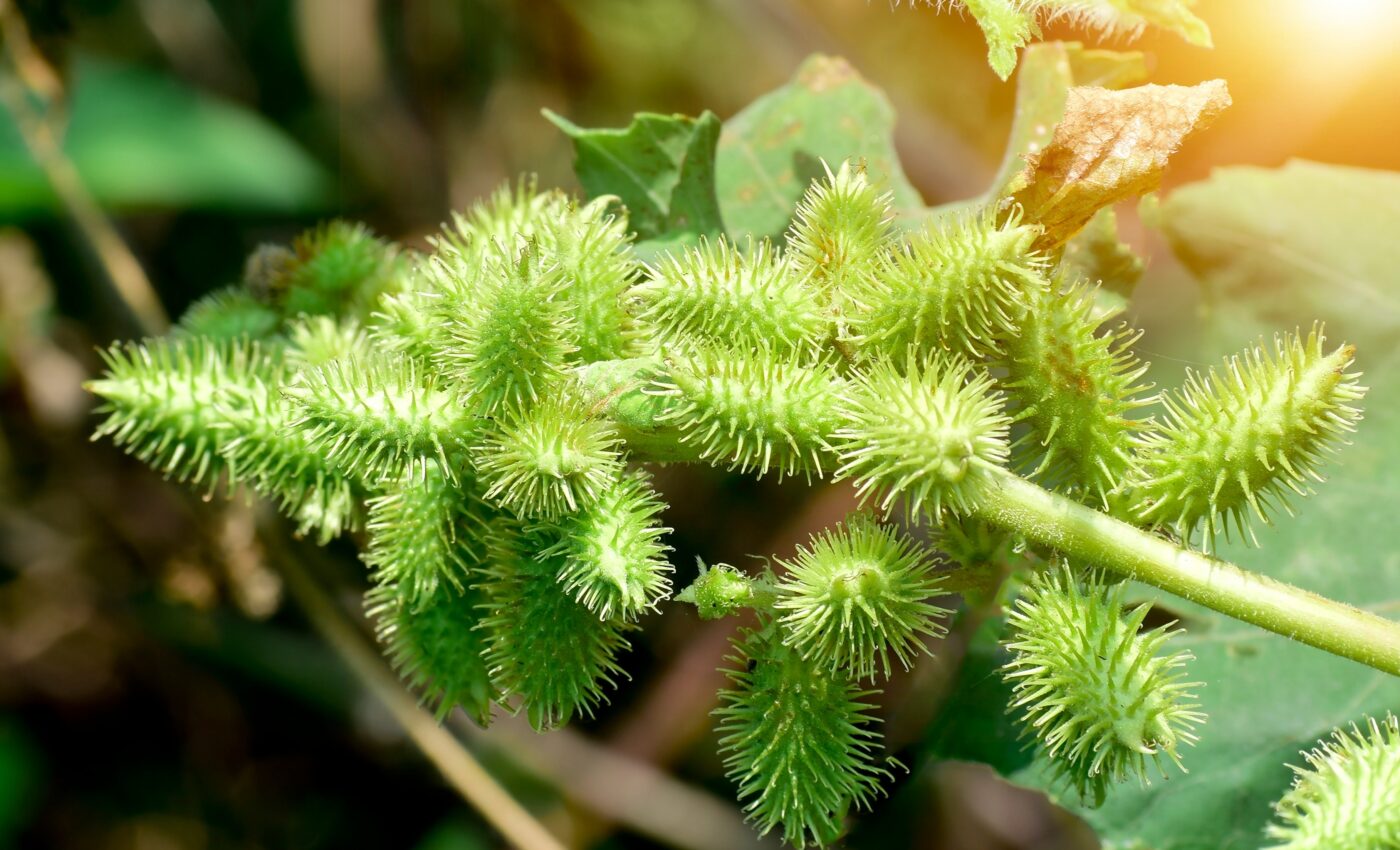 Invasive weed has anti-aging properties