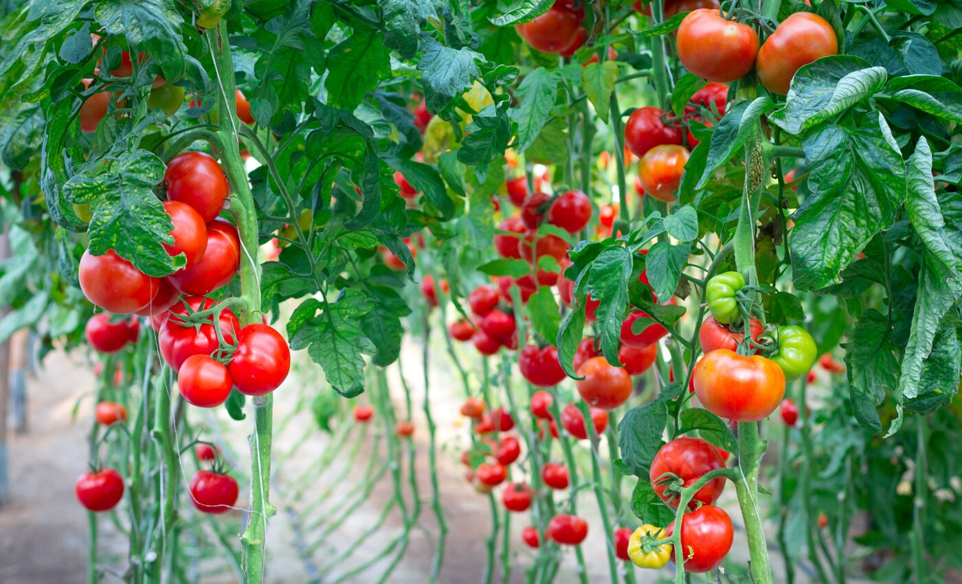 Breakthrough: Plants emit sounds when they are stressed