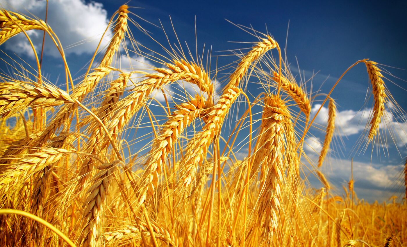 Genetic variants help plants adapt to nitrogen deficiency