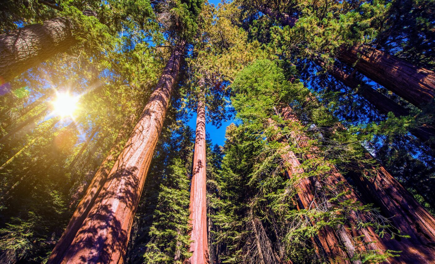 Some of California’s pine forests may never return