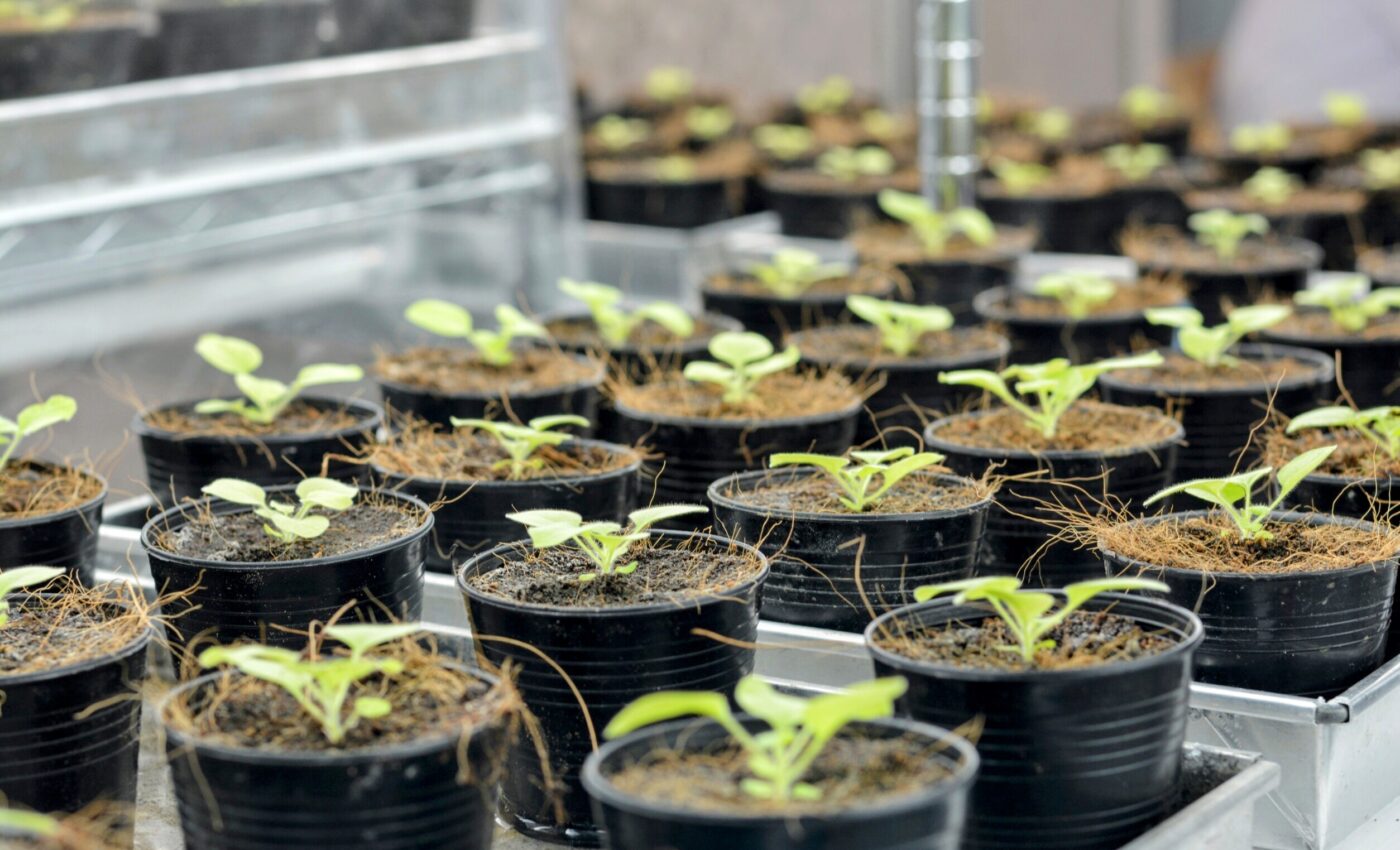 Modified plants produce pheromones to confuse pests