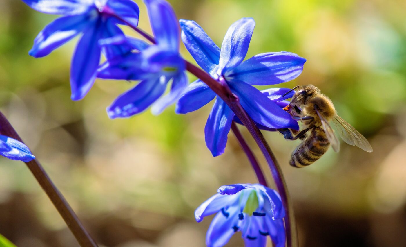 Study reveals how pollinators evade plant toxins