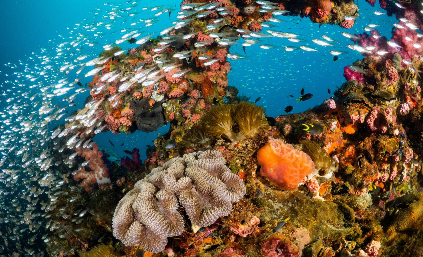 Coral reef study proves humans are major ecosystem disruptors