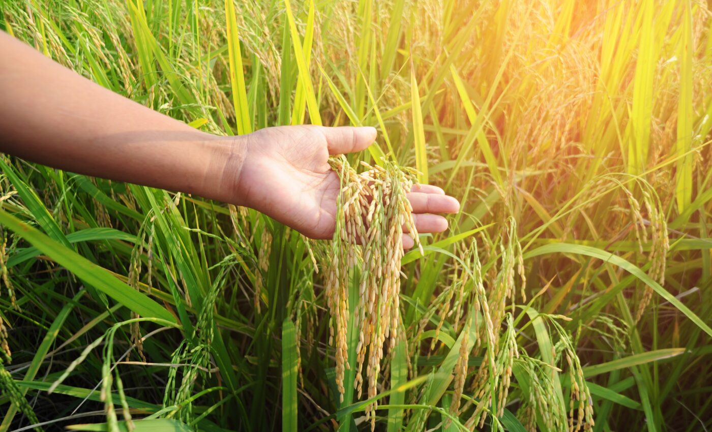 Native aquatic plants could help clean coastal waters