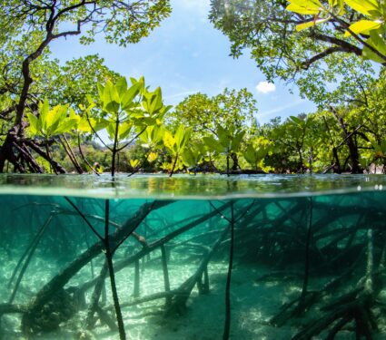 Mangroveforests.jpg