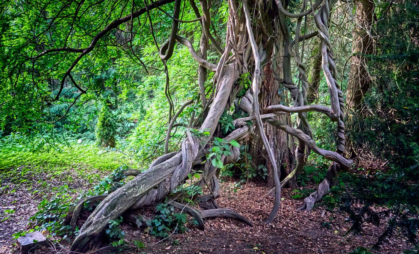 Woody vines amplify the effects of lightning in tropical forests