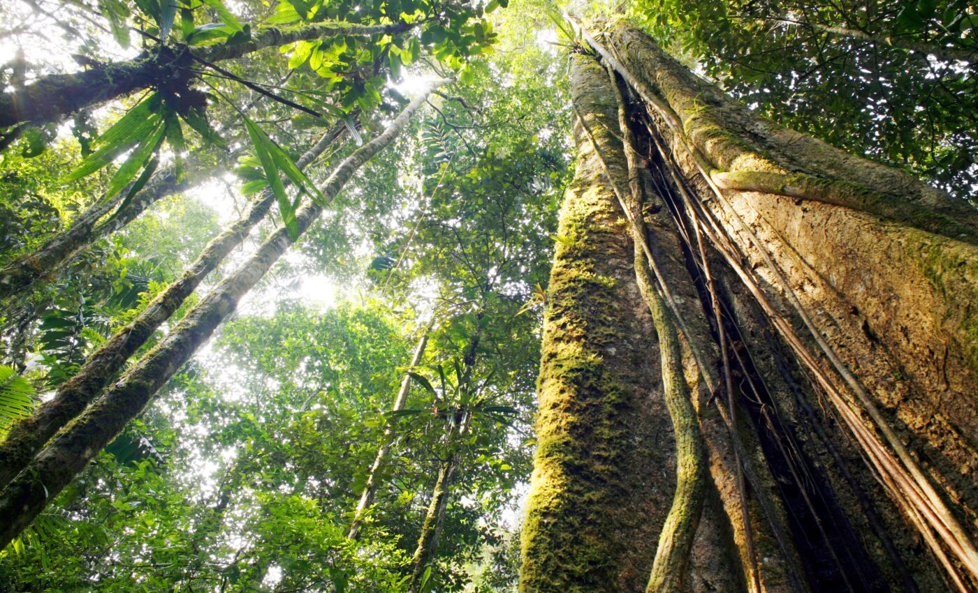 The Amazon rainforest and the looming threat of drought