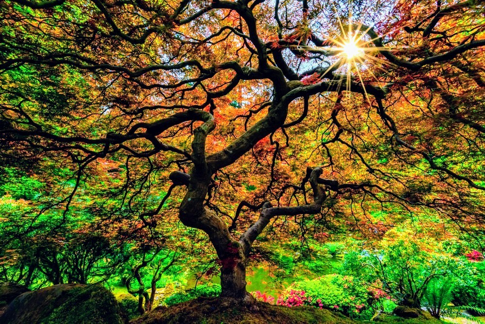 Tree diversity increases carbon storage in forest soils