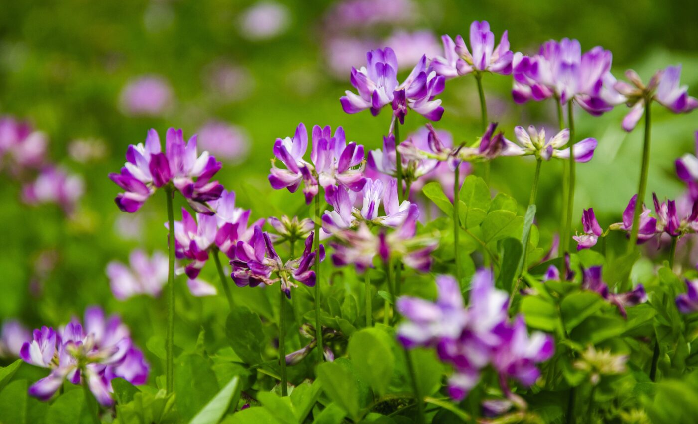 Chinese herb improves health of heart attack patients