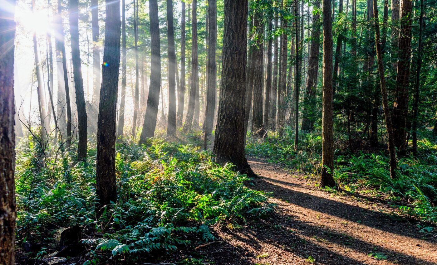 How does climate change alter Alaska’s boreal forest?