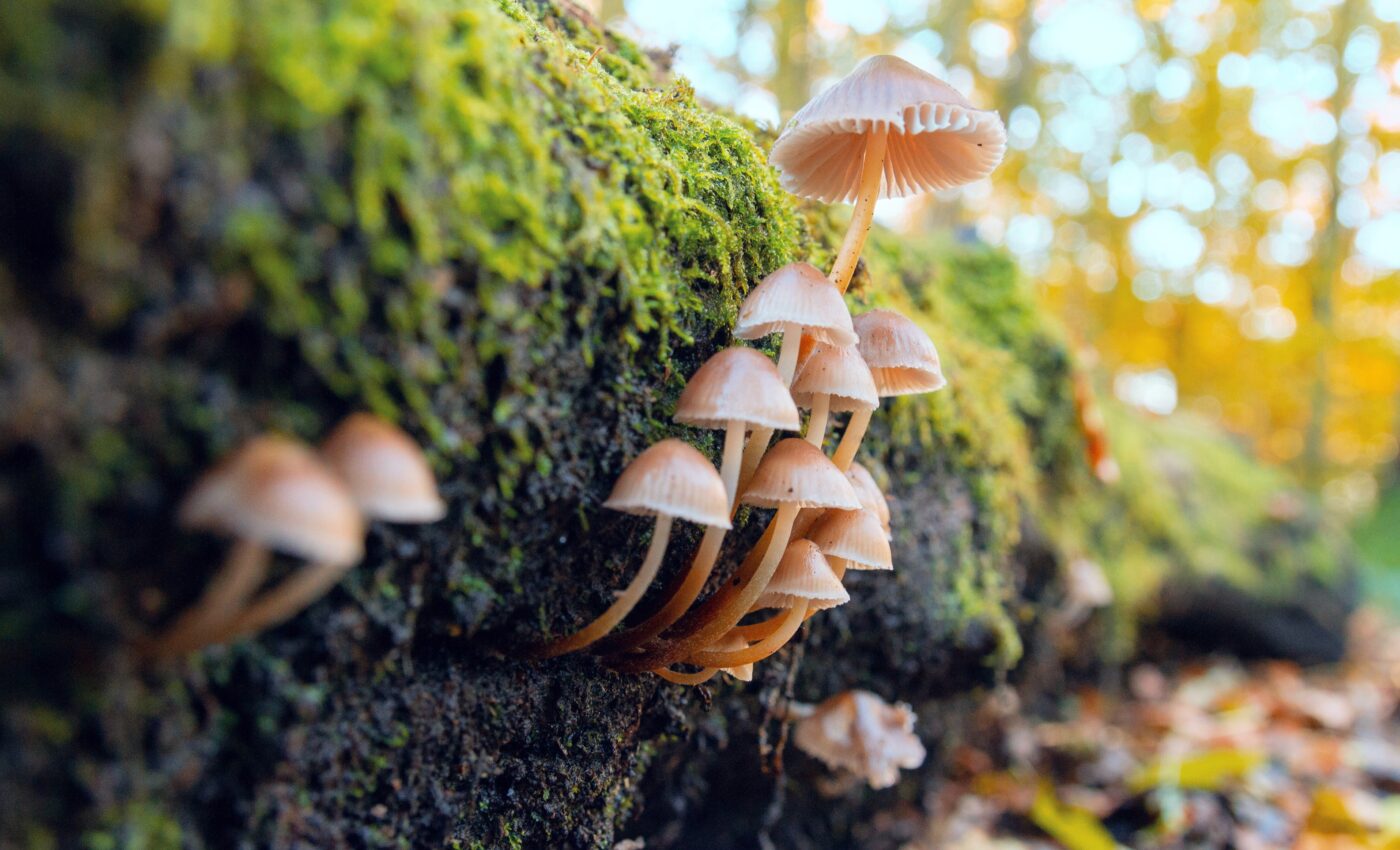 Fungi communicate and engage in more “conversations” after rainfall