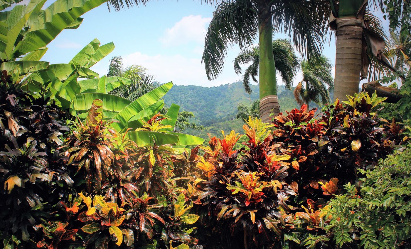 All plants on Earth could be saved from extinction