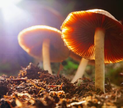psilocybin-mushrooms.jpg
