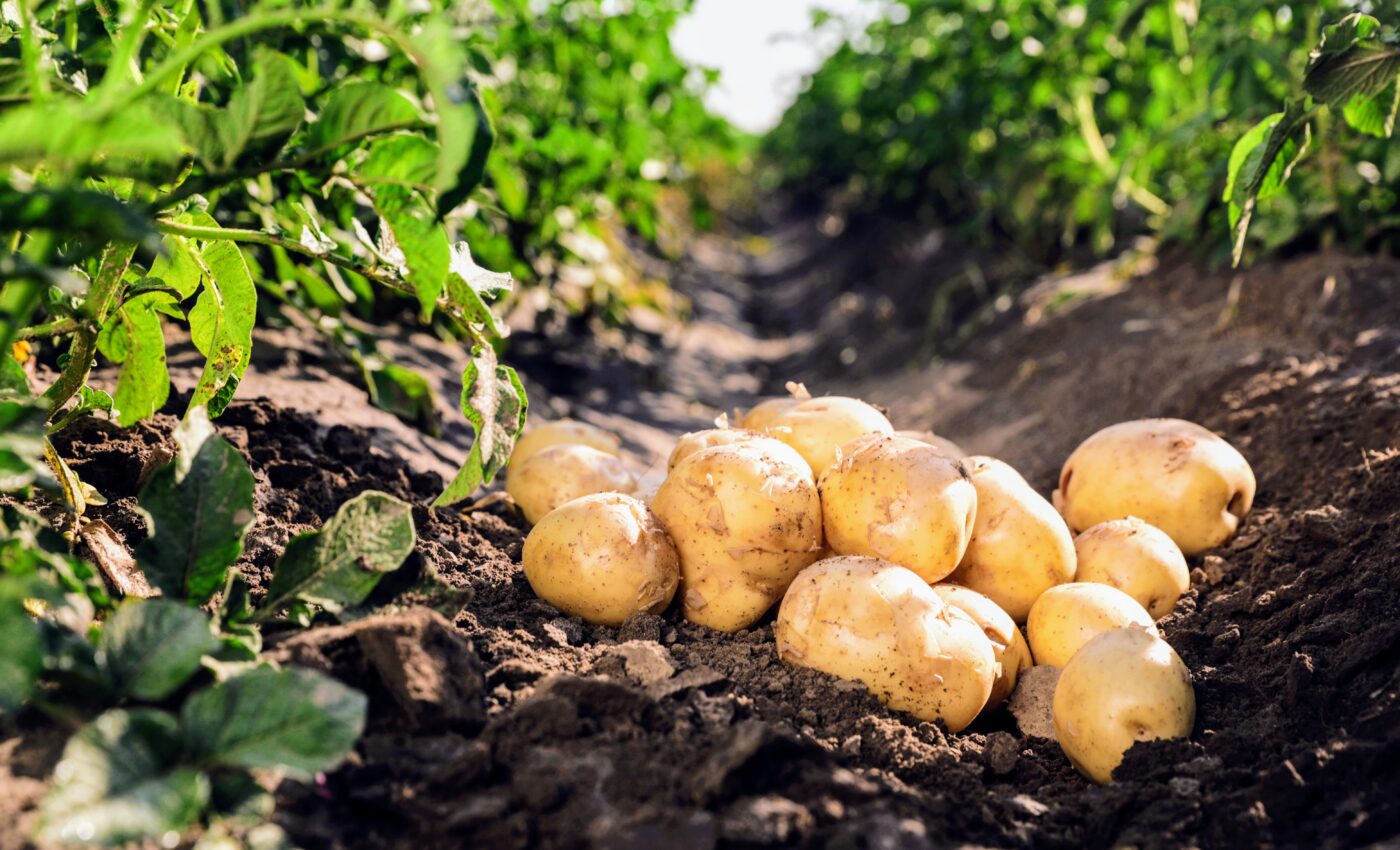 Fungal infections are threatening global food security