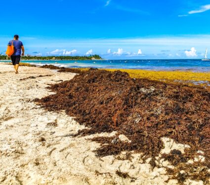 sargassum-seaweed.jpg