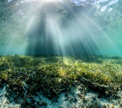 Seagrass-meadows.jpg