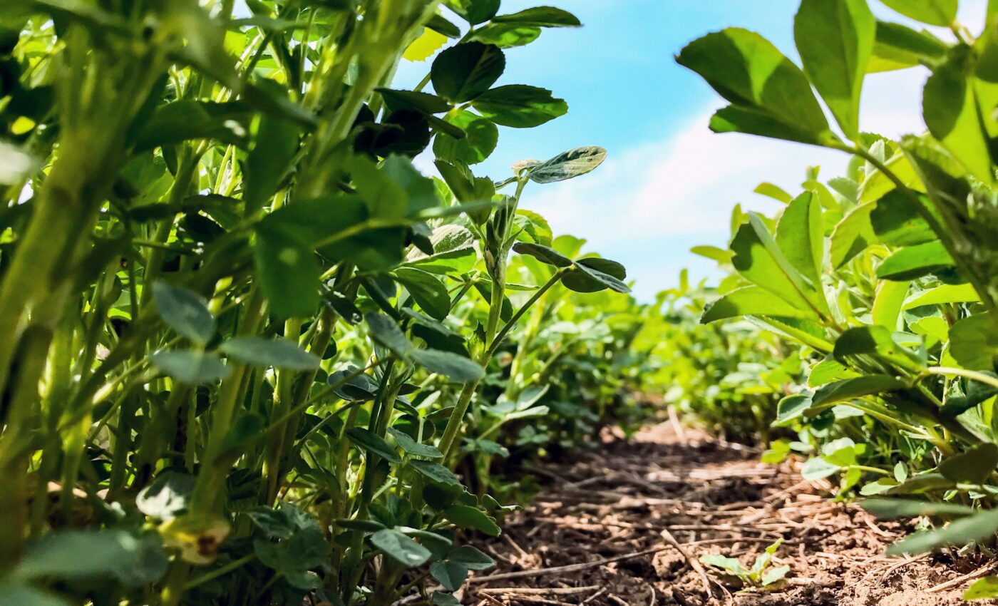 Groundbreaking technology uncovers the mysteries of alfalfa seeds