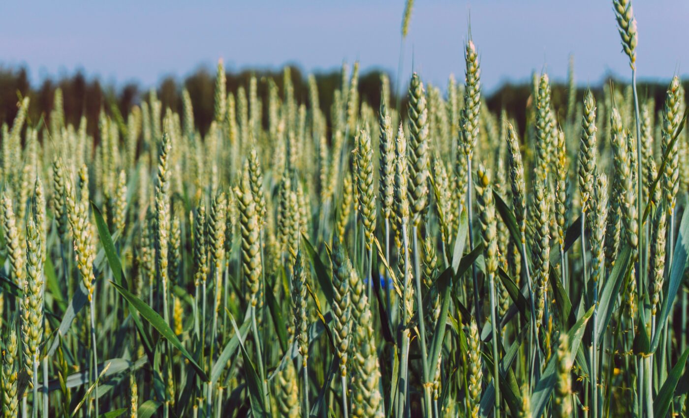 Plant pollen may help clouds form, impacting climate change
