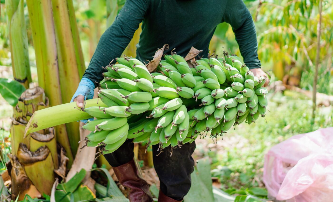 Fungal disease threatens banana production in Africa