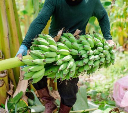 Banana-production.jpg