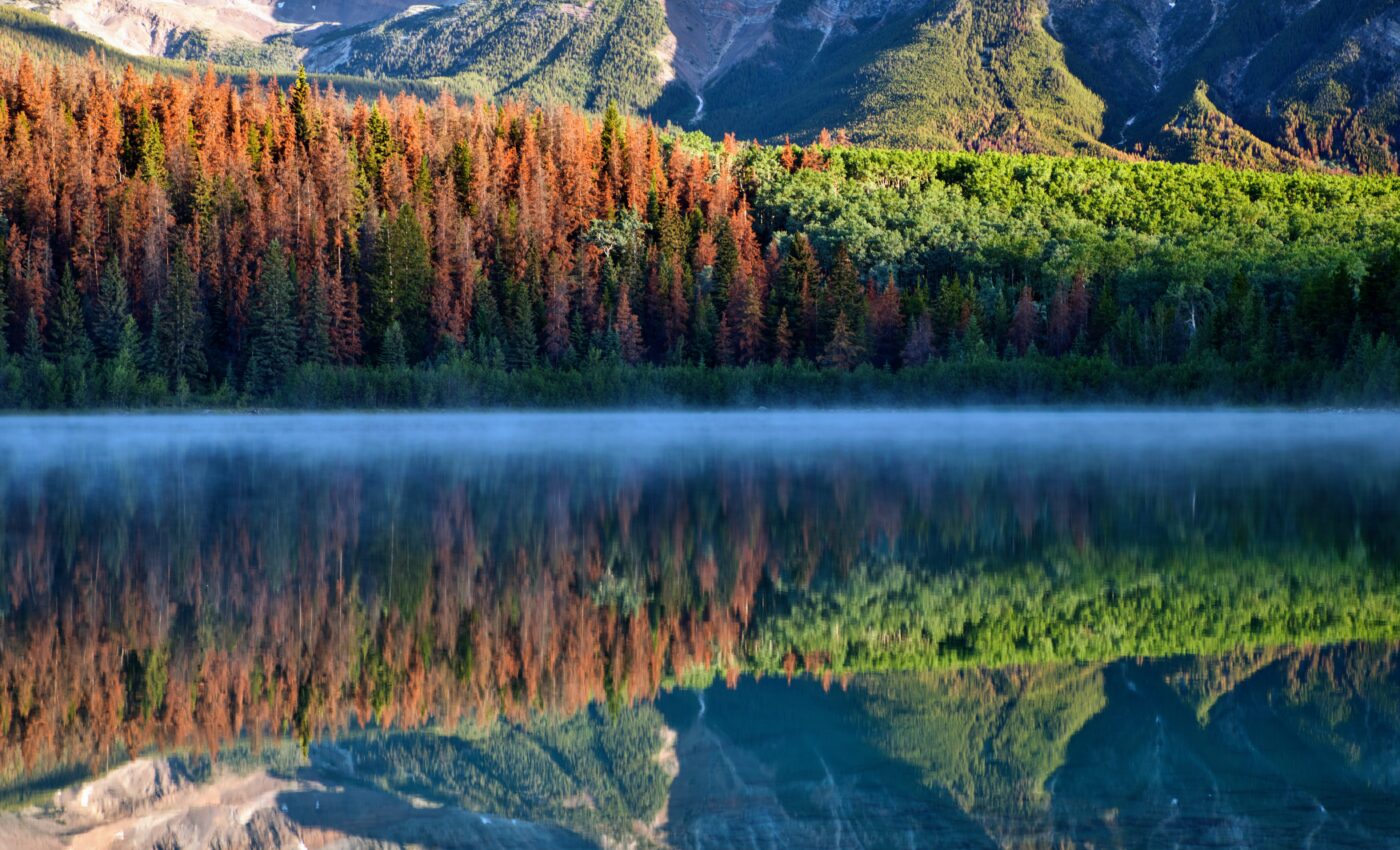 Predicting mountain pine beetle behavior could help save forests