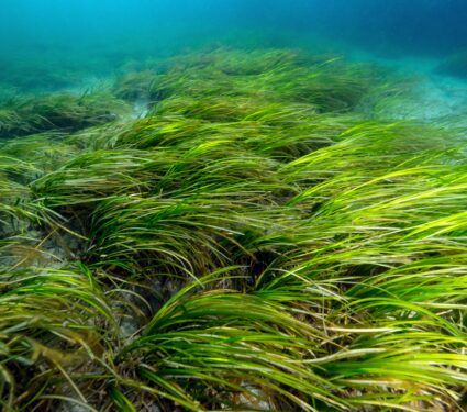Eelgrass2.jpg