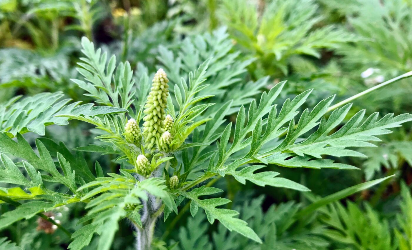 Supergenes drove the rapid spread of common ragweed