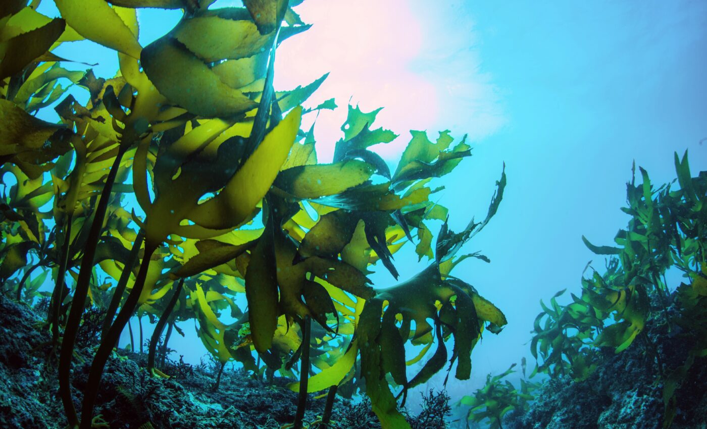 Seaweed can mislead scientists about reef health