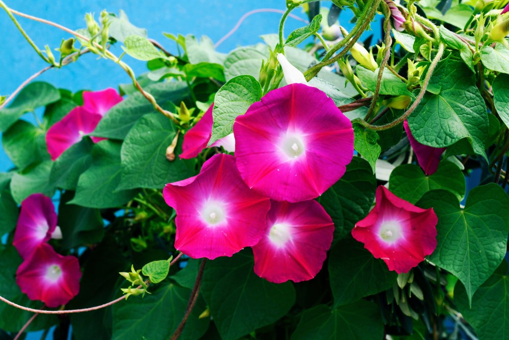 What flowers do bees like to eat most? Scientists think they have figured it out