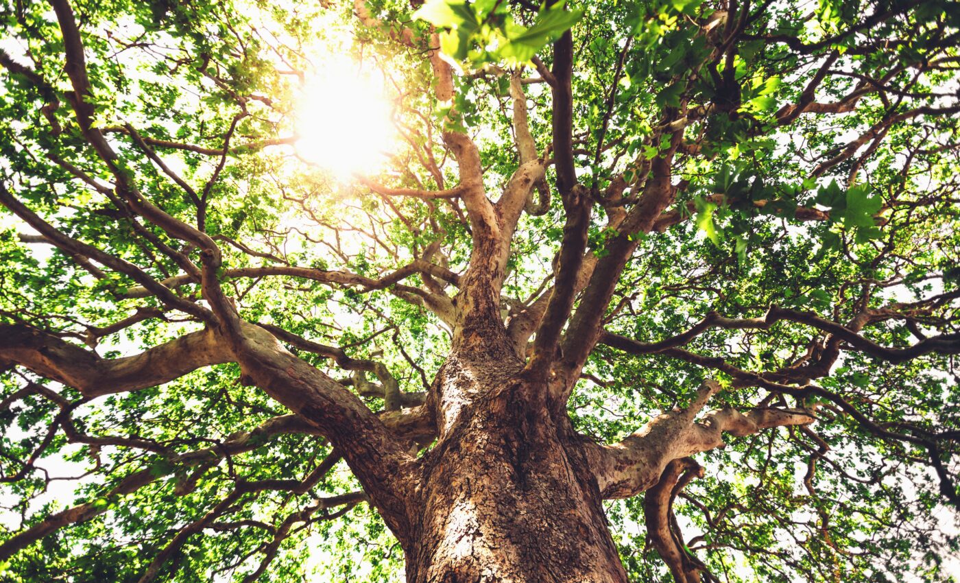 Planting forests with diverse tree species increases likelihood of success