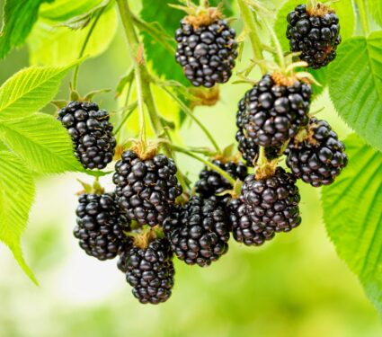 Blackberries.jpg