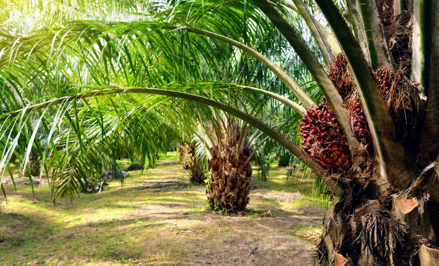 Tree islands can help prevent biodiversity loss in oil palm plantations