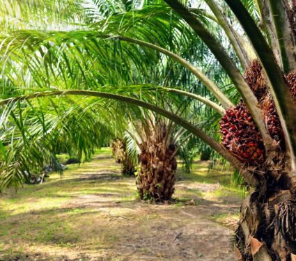 Palm-oil-plantation.jpg