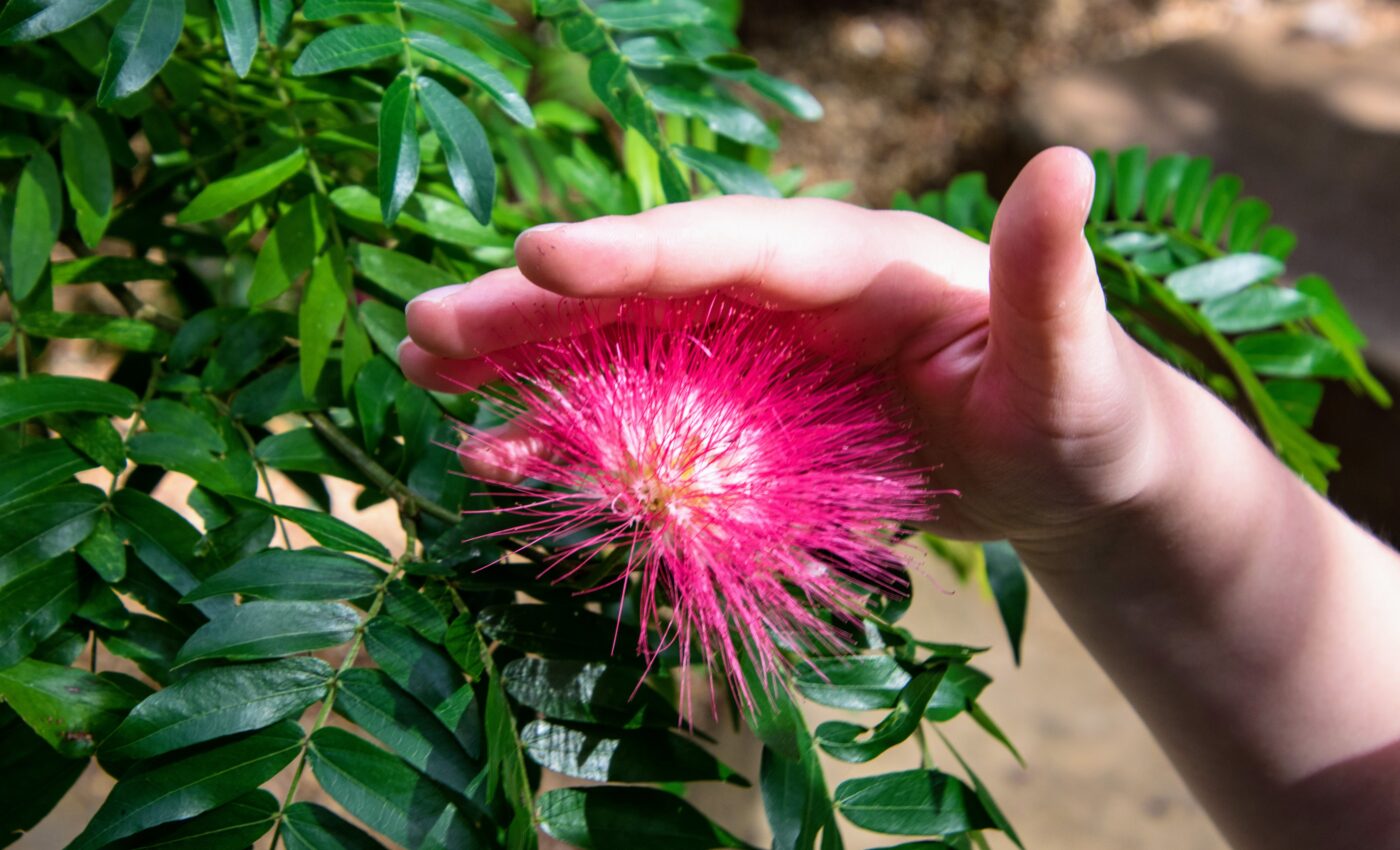 Plants can sense when something touches them, despite not having nerves