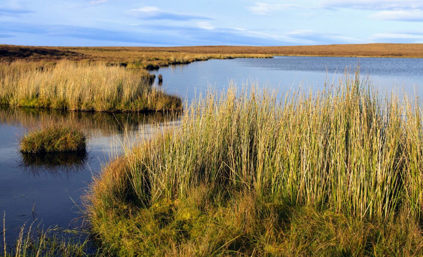 Happy World Peatlands Day! What is it, and why should you care?