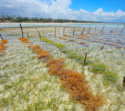 Seaweed,Farming,In,The,Clear,Coastal,Waters,Of,Zanzibar,Island