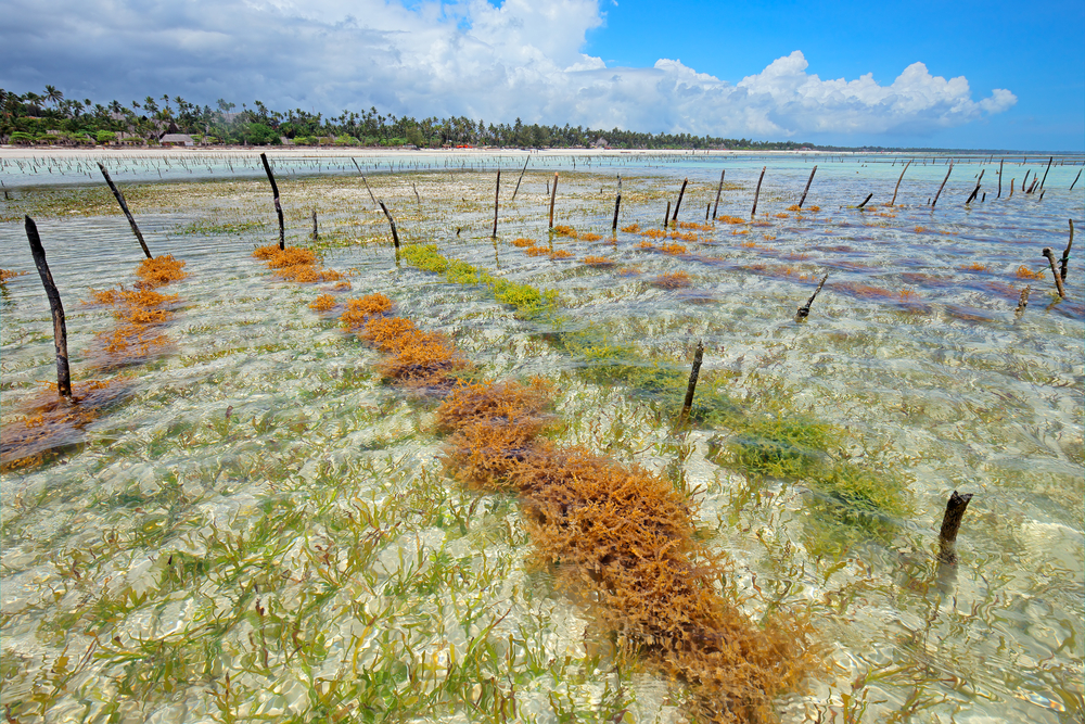 Seaweed farming could boost food security, slow climate change