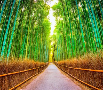 Kyoto,,Japan,At,The,Bamboo,Forest.