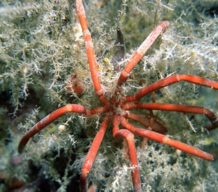 Sea-spider.jpg